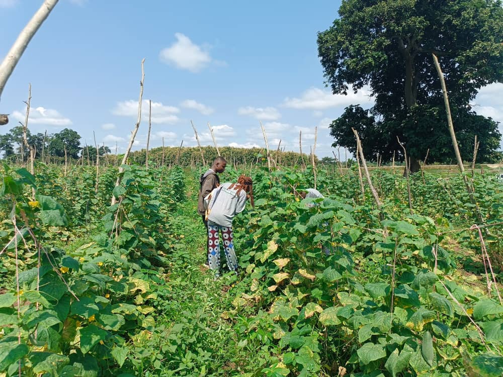 Culture SUPAGRO AFRIQUE