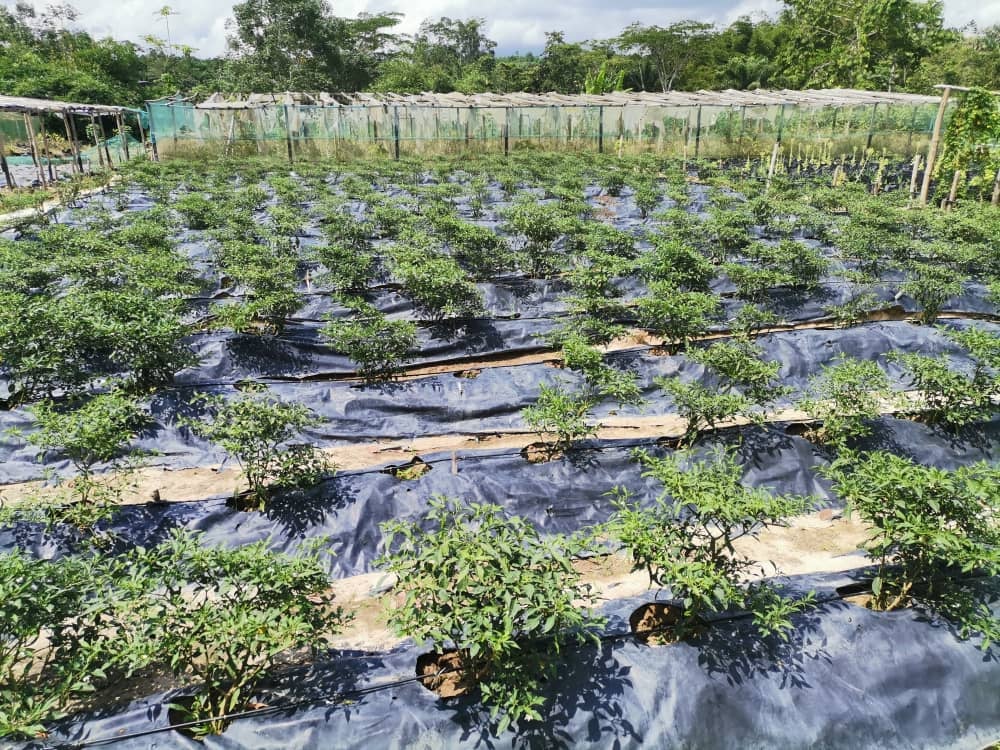 Culture SUPAGRO AFRIQUE